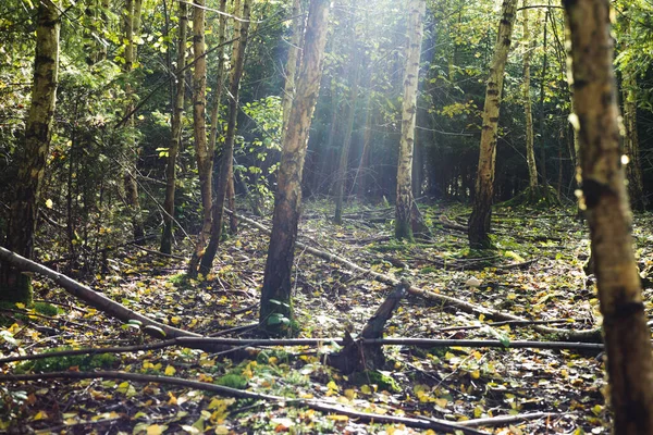 Sihirli Huş Ağacı Ormanı Sonbahar Sabahı Yüksek Kalite Fotoğraf — Stok fotoğraf