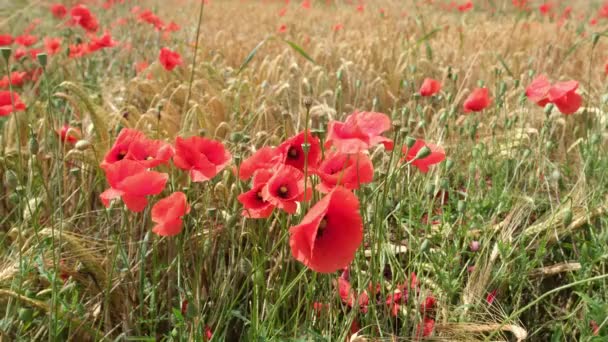 Red Poppies Meadow — Stock Video