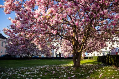 Çiçek açan bereketli manolya ağaçları bir şehir parkını canlı pembe çiçeklerle dolduruyor. Yapraklar halıları, çimenleri ve güneş ışığını dallardan süzüyor..