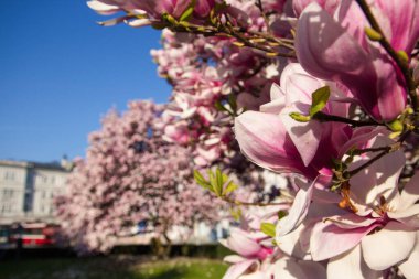 Çiçek açan bereketli manolya ağaçları bir şehir parkını canlı pembe çiçeklerle dolduruyor. Yapraklar halıları, çimenleri ve güneş ışığını dallardan süzüyor..
