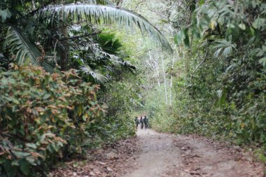Panama Kanalı 'nın ormanında yürüyen patika 