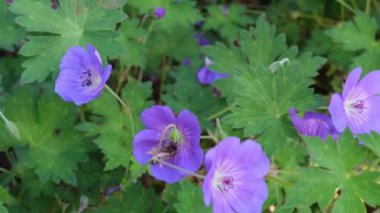 İnanılmaz renkli çiçekleri kapatın. Mor çiçekleri açın.