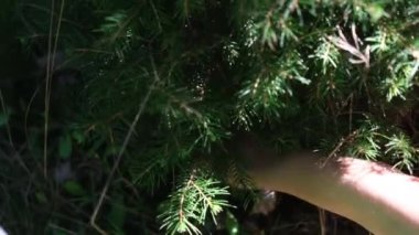 Bir çocuk ormandaki bitkileri topluyor.