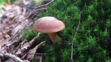 Bir sonbahar ormanındaki mantarın yakın çekimi.