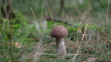 Ormanda huş ağacı mantarı. Kapatın.