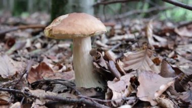 Ormanda yenilebilir mantar