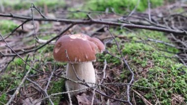 Ormanda porcini mantarları, yakın plan.