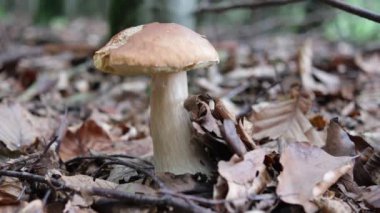 Ormandaki mantarlar, kapatın.