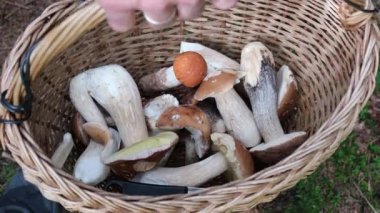 Bir sepet dolusu mantar: Porcini ve turuncu şapka.