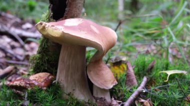 Ormanda duble Porcini mantarı