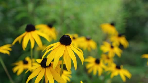 Ένα Κοντινό Πλάνο Κίτρινα Λουλούδια Στον Κήπο Μια Μέλισσα — Αρχείο Βίντεο