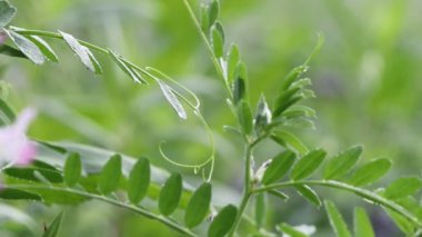 Bahçedeki yabani çiçeğin çiçeği.