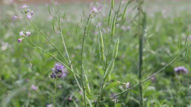 Güzel, kapalı rapler, yakın manzara, yaz manzarası.