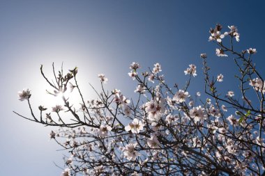 Santiago del Teide 'de Badem Çiçeği Şubat Çiçeği Tenerife' de