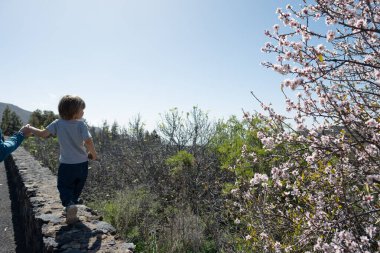 Babası olan bir çocuk Santiago del Teide Tenerifes şubat ayında badem çiçeklerinin tadını çıkarıyor.