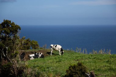 Portekiz, Azores 'de okyanus kenarında yemyeşil çimlerde huzur içinde otlayan bir inek sürüsü. Manzaralı kıyı manzarası bölgenin doğal güzelliğini vurguluyor.