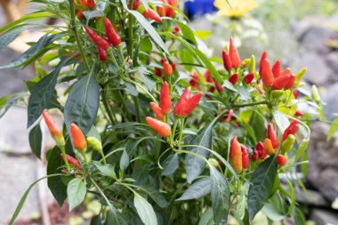 Bahçede canlı kırmızı ve yeşil biberli yemyeşil bir kırmızı biber bitkisi. Taze ve baharatlı bir ürün..