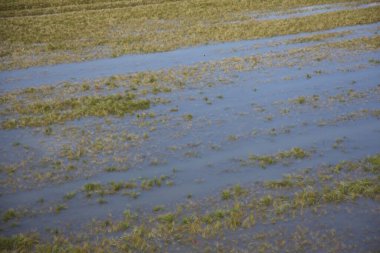 A flooded agricultural field near the Danube River in Regensburg, showing the effects of rising water levels on crops and nature. clipart