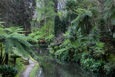 Yüksek eğreltiotu ve egzotik bitkilerle dolu yoğun ve canlı bir tropikal orman, Portekiz, Azores 'de yeşil bir vaha oluşturuyor..