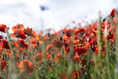 Kırmızı gelinciklerle dolu gür bir tarla kır çiçekleri, rüya gibi ve canlı bir yaz atmosferi için biraz bulanık..