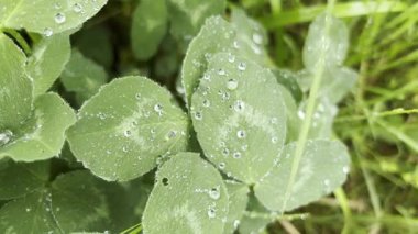 yeşil yaprak su damlaları, yakın çekim