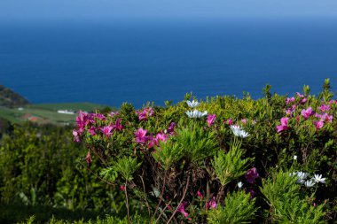 Parlak pembe ve beyaz çiçeklerle dolu yemyeşil bir yamaç. Derin mavi Atlantik Okyanusu 'nun çarpıcı arka planına kurulmuş..