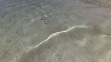 Maldivlerdeki saydam su, küçük balıklar.