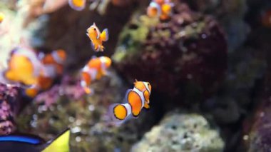 Akvaryumdaki palyaço balığı