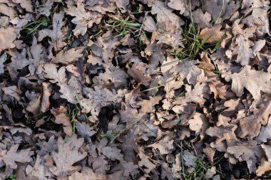 Orman zeminine saçılmış soluk meşe yapraklarının en üst görüntüsü ve çimen yaprakları içinden gizlice bakıyor. Sonbahar dokuları ve doğal çürüme.