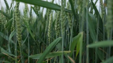 Yaz Alanında Yeşil Buğday Dikenlerinin Yakın Çekimi