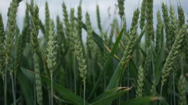Yaz Alanında Yeşil Buğday Dikenlerinin Yakın Çekimi