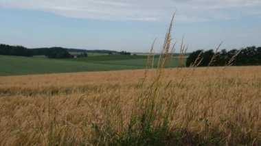 Kırsalda buğday tarlası