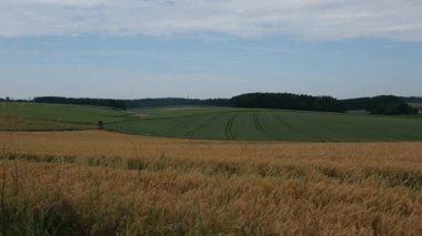Buğday tarlası ve mavi gökyüzü olan güzel bir manzara.