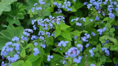 Küçük mavi yabani çiçekler, unutma beni. Bahar mevsimi boyunca ormanda yetişen Myosotis değil.
