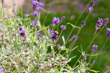 Yaban arısı yaz günlerinde lavantadan nektar emiyor.