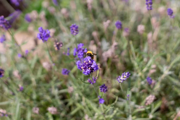 Bumble Bee sucking nectar from lavender on a summers day