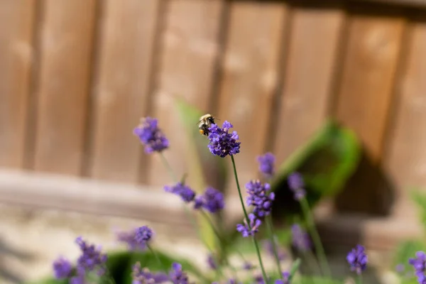 Bumble Bee Wysysający Nektar Lawendy Letni Dzień — Zdjęcie stockowe