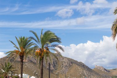 Güzel bir plaj ve sahil Mallorca, İspanya'nın de Pollenca - bağlantı noktası