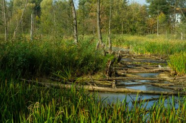 Sulak alanlarda kunduzların devirdiği ağaç gövdeleri.