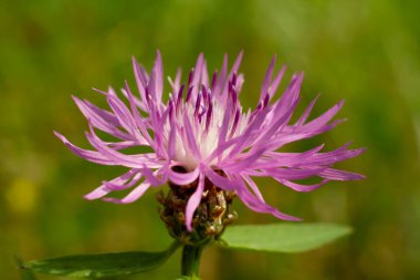 Olgun Tirol şişkinliği. Güneşli bir yaz gününde çayırdaki çim yosunu.