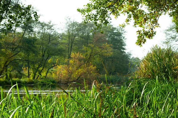 Öffentlicher Park Frühen Nebligen Morgen Mit Sattgrünen Büschen — Stockfoto