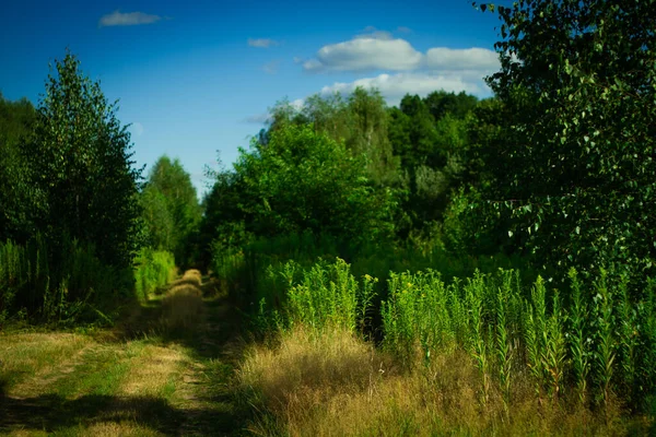 Undefined Path Somewhere Middle Countryside — Stock Photo, Image