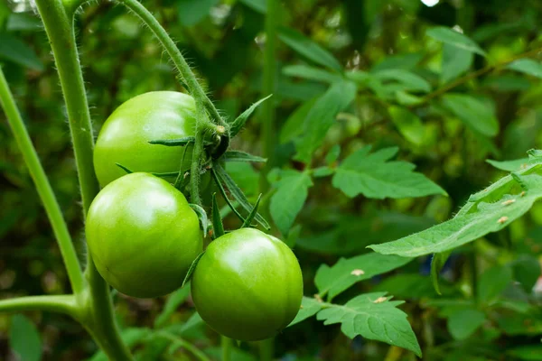 a bunch of green tomatoes in the garden