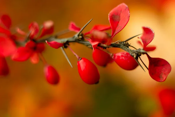 Lush Red Berberis Fruits Ripe Bush Early Autumn — Stock Photo, Image