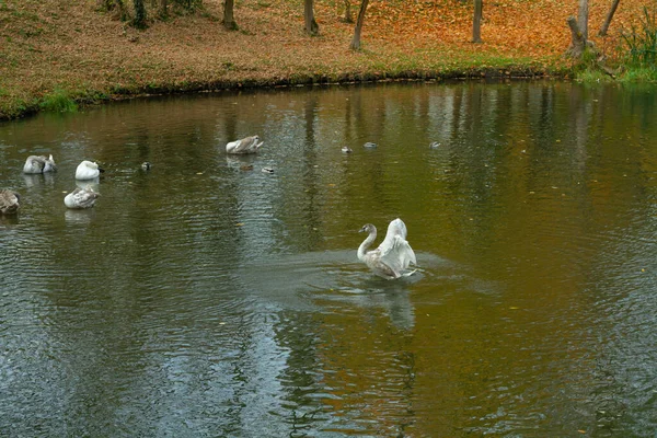 公園の池の真ん中に若い成虫の白鳥が羽を広げ — ストック写真
