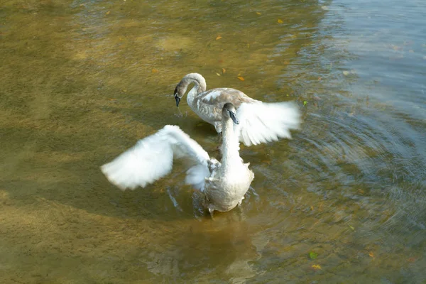 Cisne Joven Pie Lago Tratando Volar — Foto de Stock
