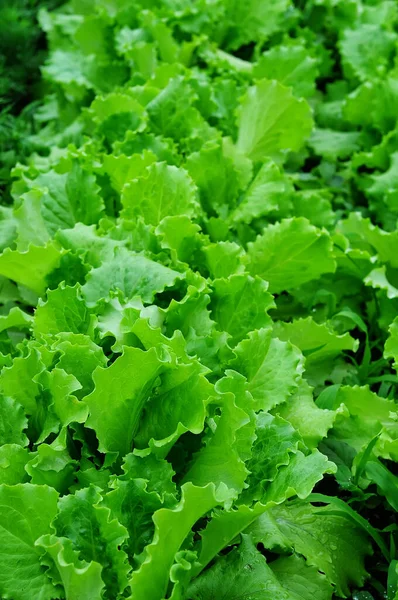 Grüne Und Saftige Salatblätter Die Den Gesamten Rahmen Füllen Vertikales — Stockfoto