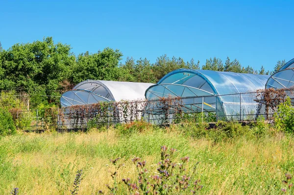 Greenhouses Growing Vegetables Sale Agriculture Ukraine — Stock Photo, Image