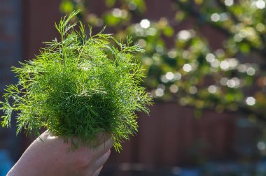 Dişi bir el, güneş ışığı altında bir demet dereotu arka planda tutar. Bukete seçici odaklanma.