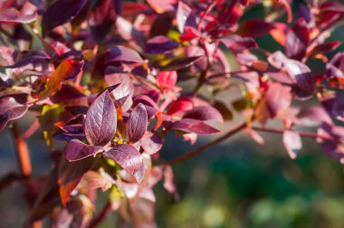 Bulanık doğal arka planda kırmızı yaban mersini yaprakları ve sonbahar güneşi tarafından aydınlatılmış..